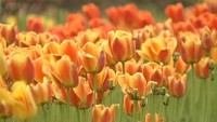 Дачные истории 1 сезон Хранение моркови и луковиц тюльпанов
