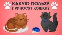 ЭКСКЛЮЗИВНЫЕ РОЛИКИ - Что будет если КОМАРЫ ИСЧЕЗНУТ
