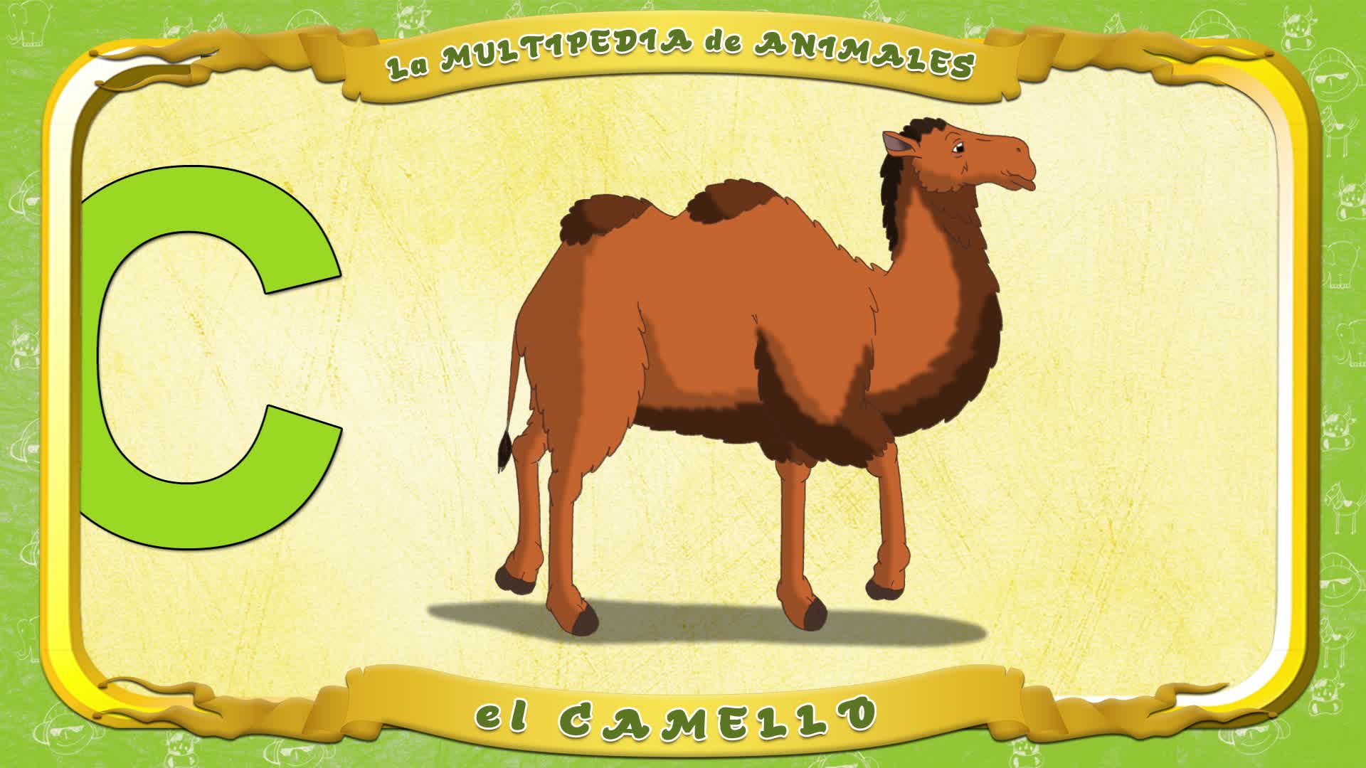 la Multipedia de animales. Letra C - el Camello